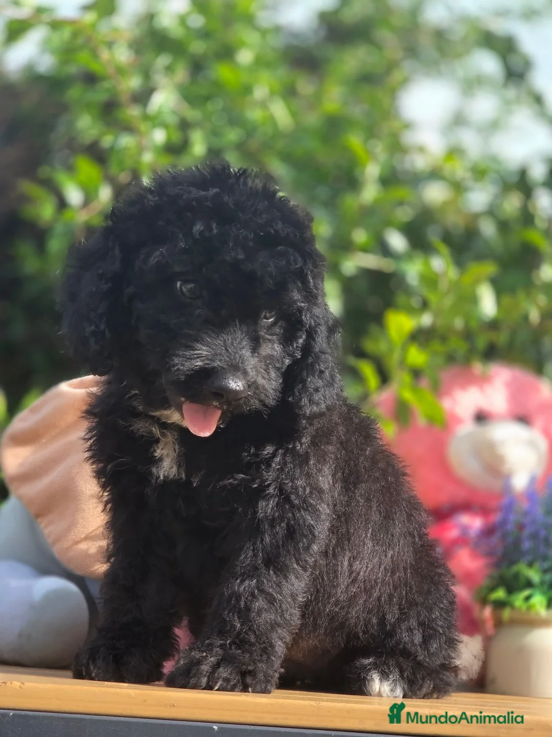Perro de Agua Español perros en venta: Perro de aguas - Anuncio 4