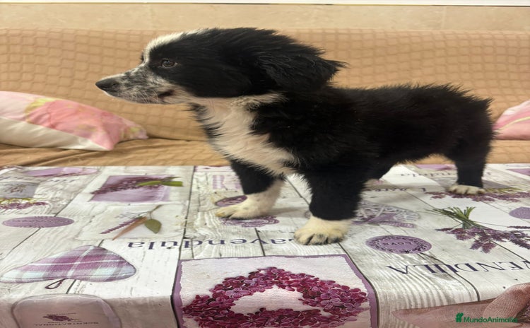 Border Collie perros - Anuncio 7