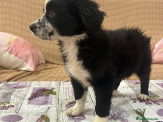 Border Collie perros - Anuncio 8