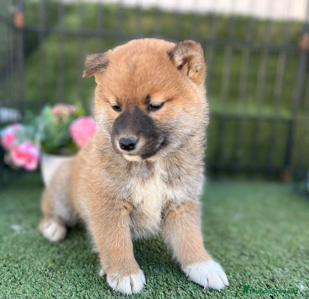 Shiba Inu perros en venta: SHIBA INU - Anuncio 1