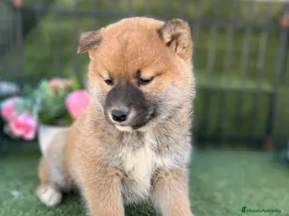 Shiba Inu perros SHIBA INU - Anuncio 2