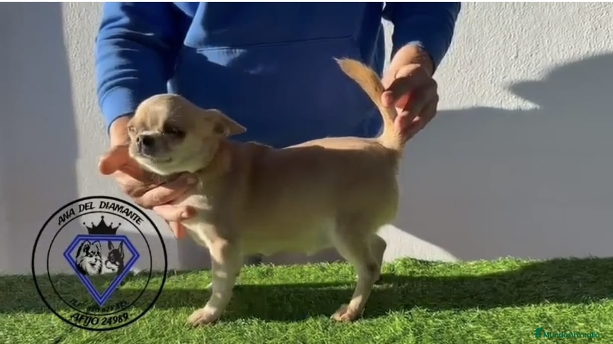 Chihuahua perros Chihuahua lila  - Anuncio 1