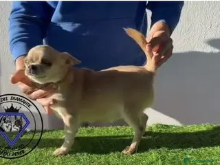 Chihuahua perros Chihuahua lila - Anuncio 1