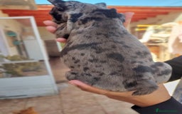 Bulldog Francés perros en venta: BULLDOG FRANCÉS ////MEJOR SELECCIÓN NACIONAL - Anuncio 3