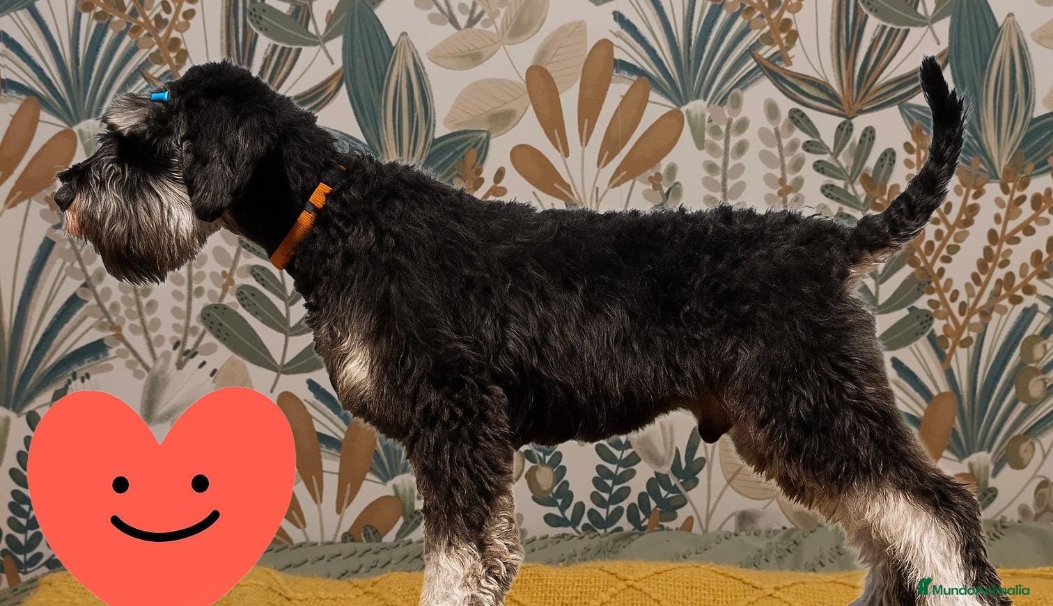 Pinscher Miniatura perros Espectaculares machos negro y plata  - Anuncio 14