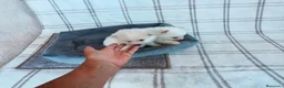 Pomerania perros en venta: POMERANIAS MACHITOS CHIQUITINES  - Anuncio 6