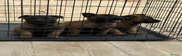 Pastor Belga Malinois perros en venta: Cachorros Malinois  - Anuncio 3