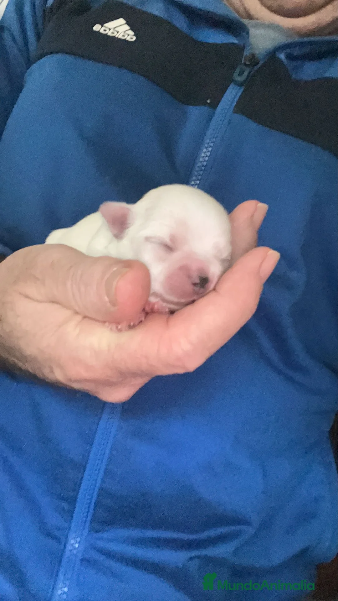 Chihuahua perros en venta: Chihuahua minitoy - Anuncio 2