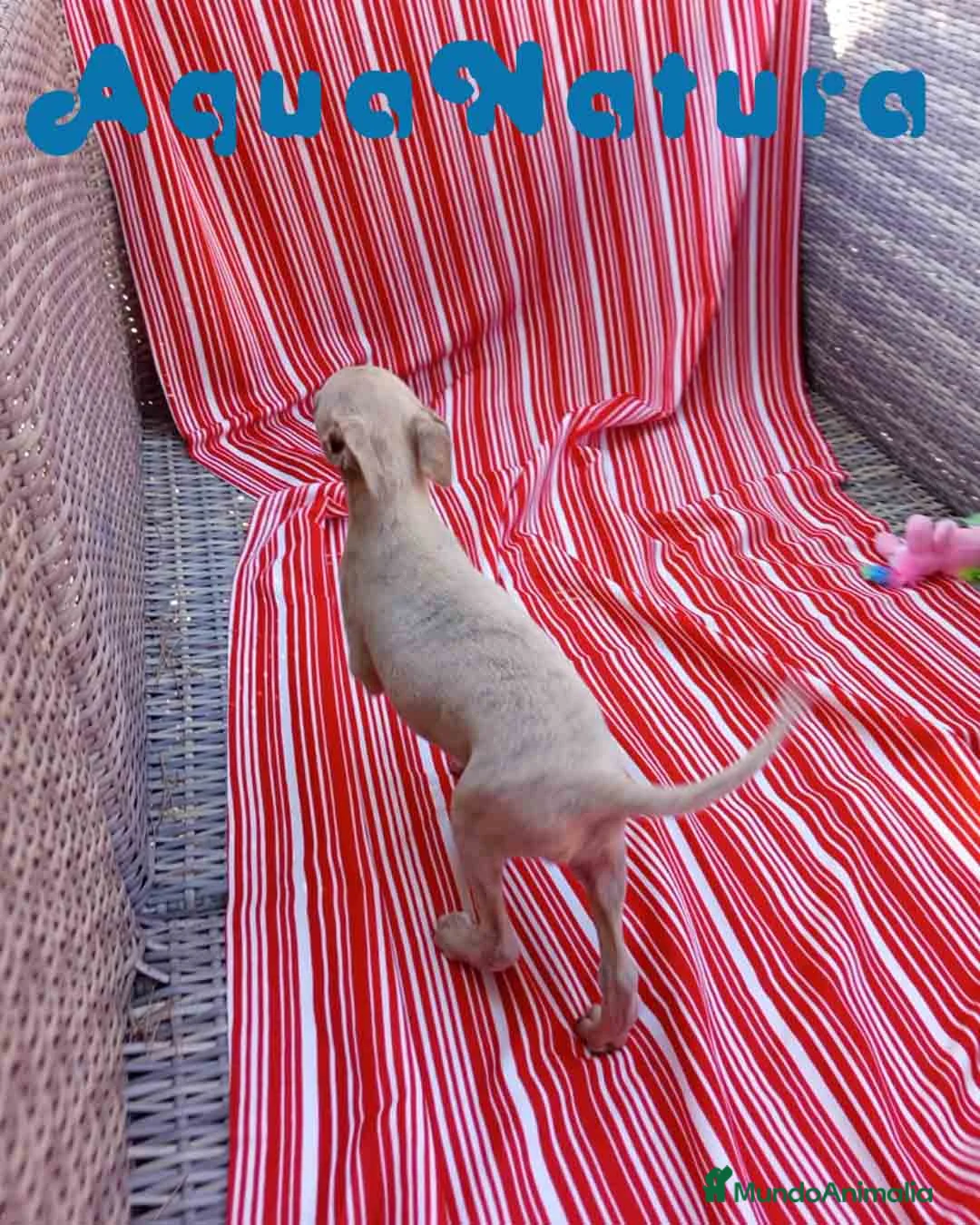 Pequeño Lebrel Italiano perros en venta: Lebrel Italiano Hembra 6 de AB y Omega AQUANATURA - Anuncio 8