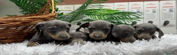 Teckel Miniatura perros en venta: TECKEL BLUE AND TAN - Anuncio 11