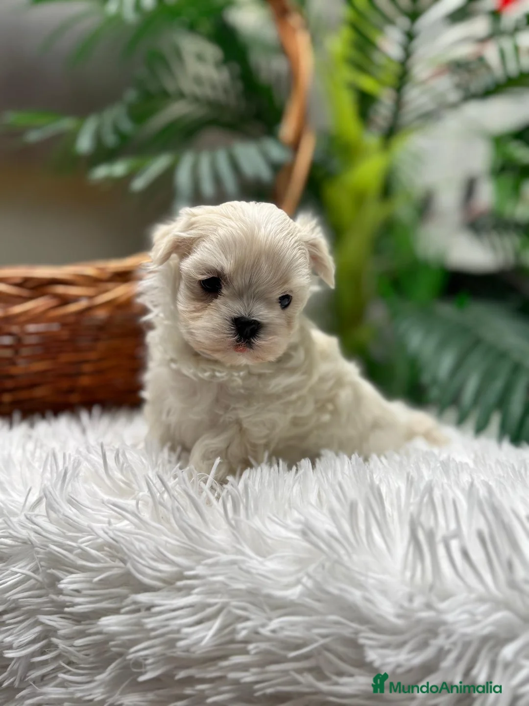 Bichón Maltés perros en venta: BICHON MALTES COREANO - Anuncio 3