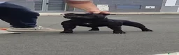 Staffordshire Bull Terrier perros en venta: Cachorros de Staffordshire bull terrier - Anuncio 2