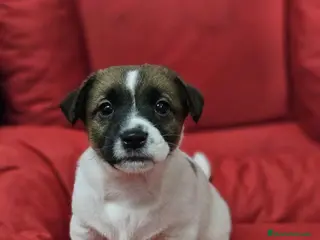 Jack Russell Terrier perros jack russell preciosos !! - Anuncio 2