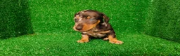 Teckel Miniatura perros en venta: Teckel miniatura  - Anuncio 7