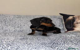 Teckel Miniatura perros en venta: Teckel kanichen negro fuego Macho  - Anuncio 2