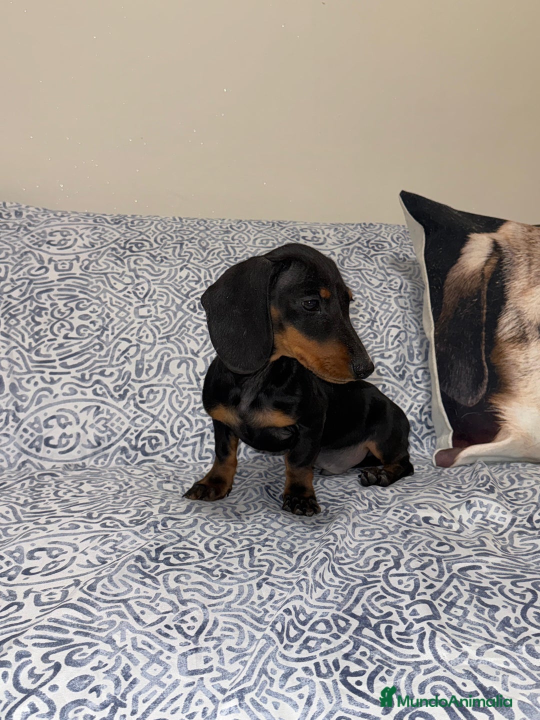 Teckel Miniatura perros en venta: Teckel kanichen negro fuego Macho  - Anuncio 2