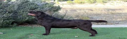 Labrador Retriever perros en venta: LABRADORES XOCOLATE en Barcelona - Anuncio 5