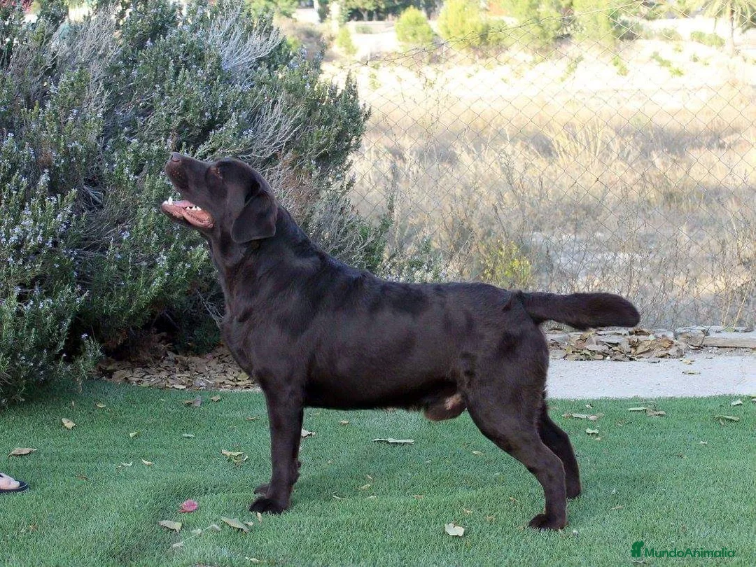 Labrador Retriever perros en venta: LABRADORES XOCOLATE en Barcelona - Anuncio 5