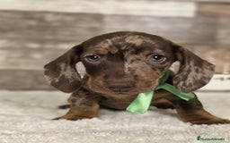 Teckel Miniatura perros en venta: TECKEL MINIATURA Y KANINCHEN - Imagen 6