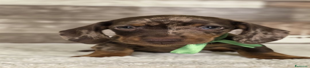 Teckel Miniatura Cachorro 2