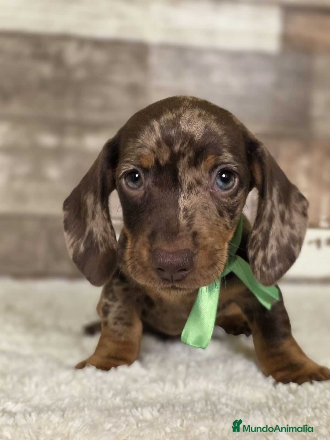 Teckel Miniatura perros en venta: TECKEL MINIATURA Y KANINCHEN - Imagen 6