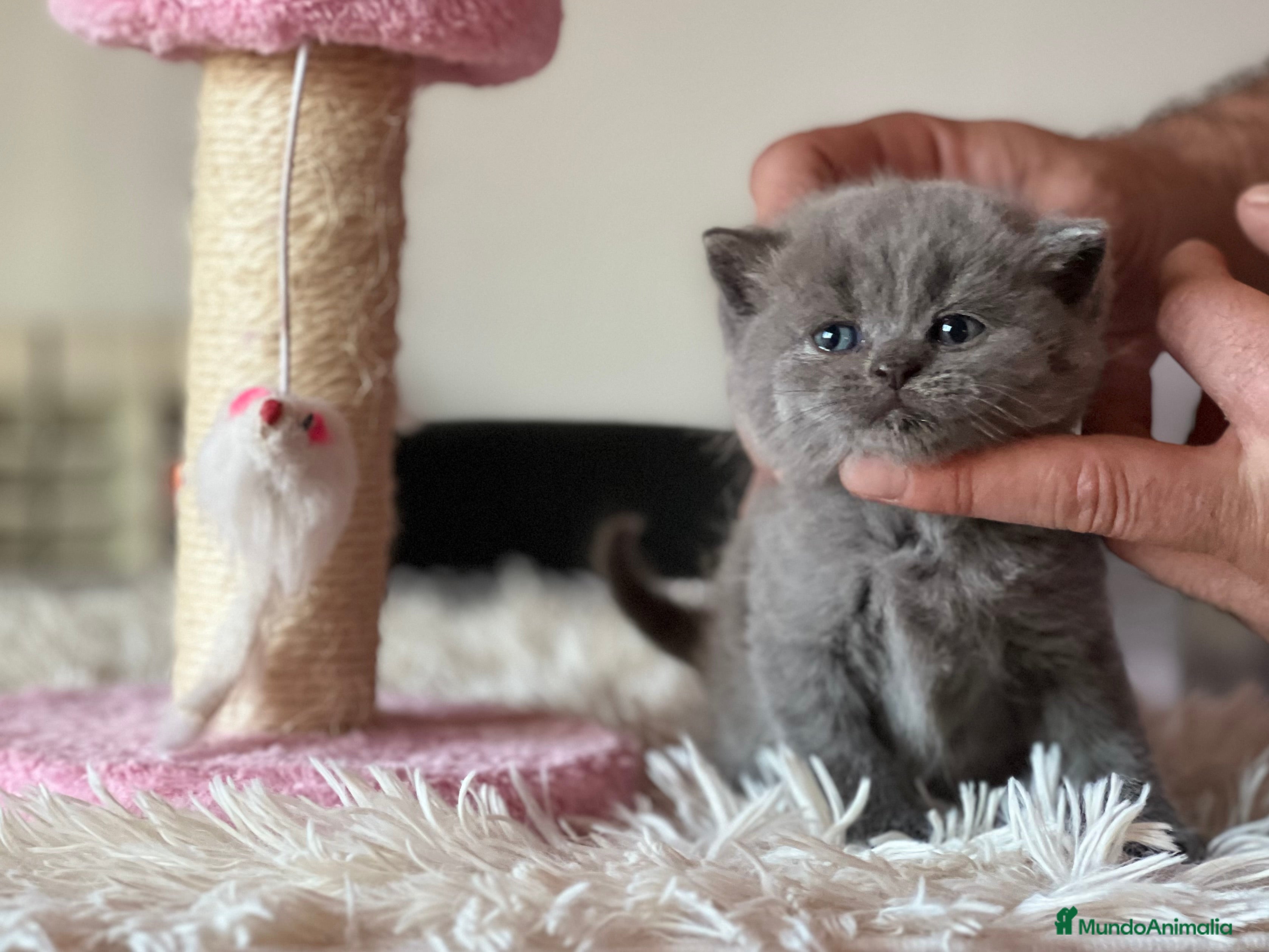 Británico de Pelo Corto gatos BRITISH SHORTHAIR BLUE - Anuncio 1