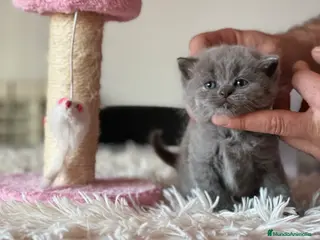Británico de Pelo Corto gatos BRITISH SHORTHAIR BLUE - Anuncio 1