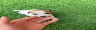 Jack Russell Terrier 5
