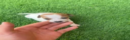 Jack Russell Terrier perros en venta: Jack russell terrier  - Anuncio 4