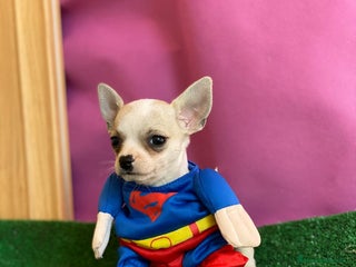 Chihuahua perros en Ciudad Real - Anuncio 39