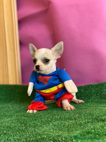 Chihuahua perros Chihuahua mini , cachorritos en Ciudad Real - Anuncio 16