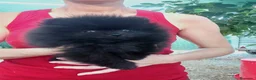 Pomerania perros en venta: POMERANIA - Anuncio 5