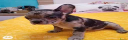 Bulldog Francés perros en venta: Bulldog francés merles🐶🐾 en Málaga - Anuncio 2