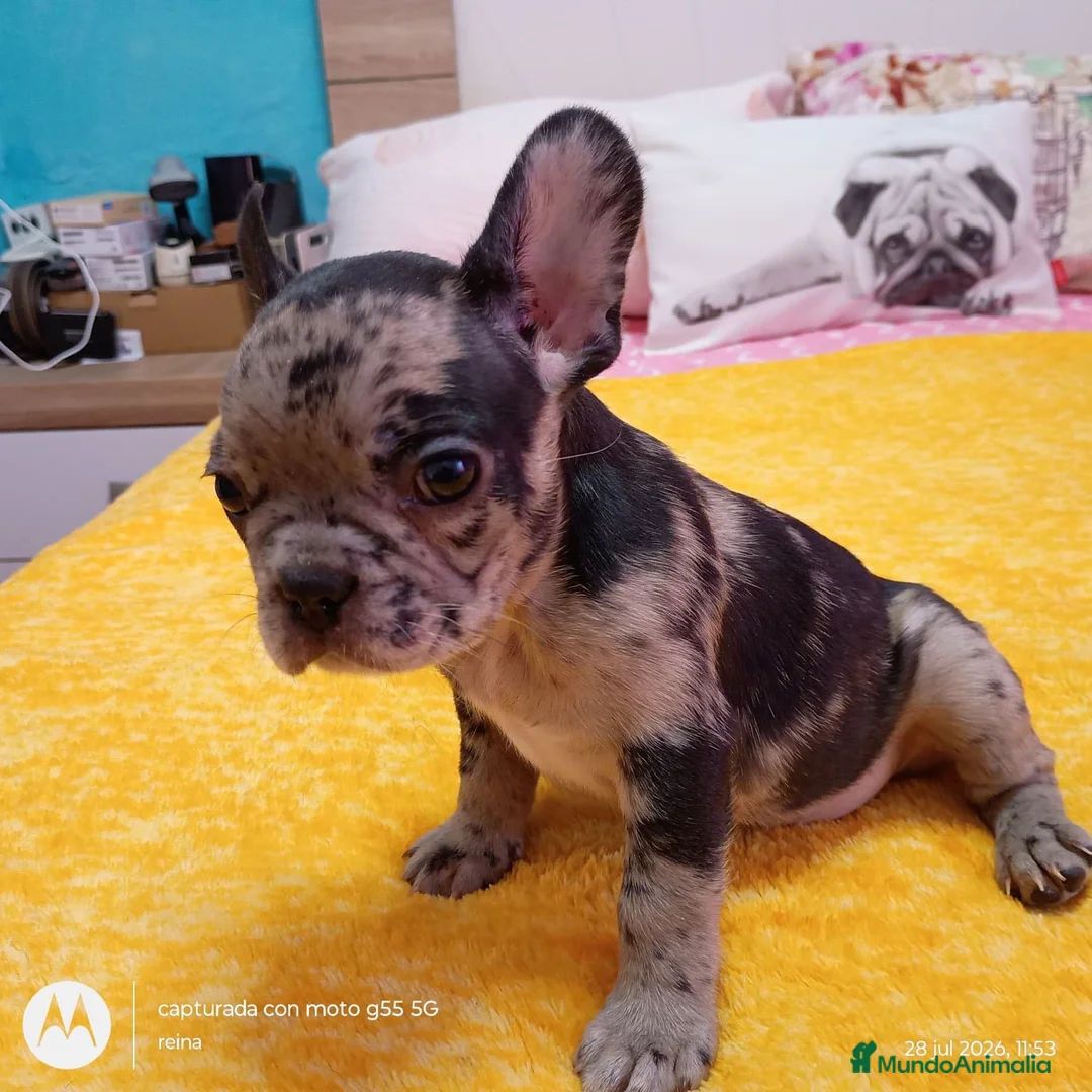 Bulldog Francés perros en venta: Bulldog francés merles🐶🐾 en Málaga - Anuncio 2