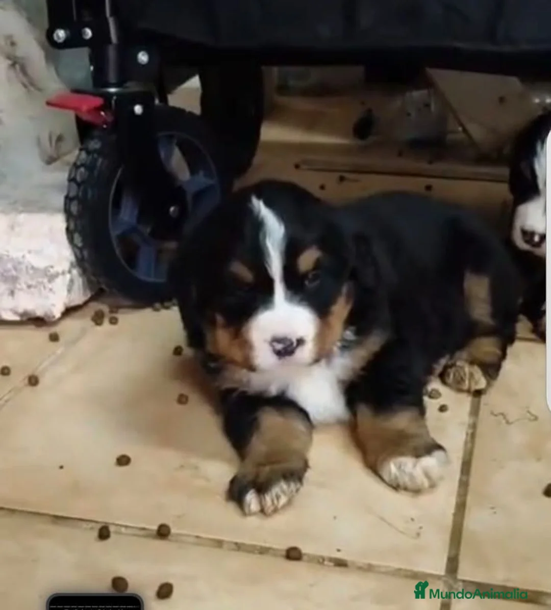 Boyero de Berna perros en venta: Boyero de berna  - Anuncio 2
