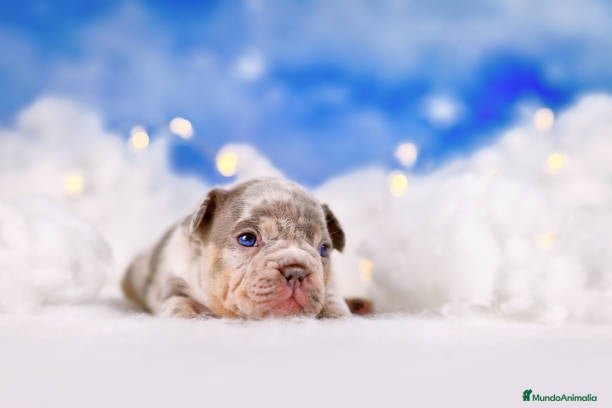 Bulldog Francés perros BULLDOG FRANCES EXOTICOS  - Anuncio 1