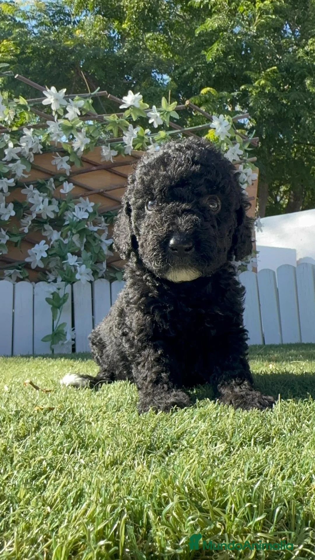 Perro de Agua Español perros en venta: PERRO DE AGUA ESPAÑOL-HEMBRA - Anuncio 10