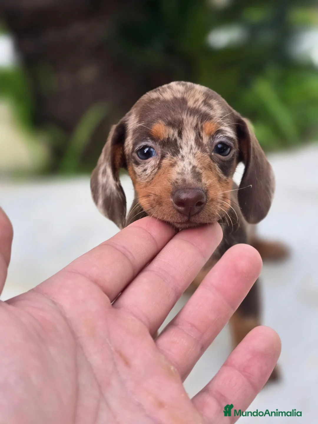 Teckel Miniatura perros en venta: Teckel arlequin chocolate  - Anuncio 3