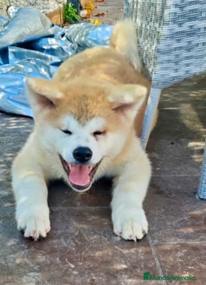 Akita Inu perros AKITA INU  JAPONÉS - Anuncio 1