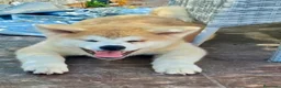 Akita Inu perros en venta: AKITA INU  JAPONÉS - Anuncio 1