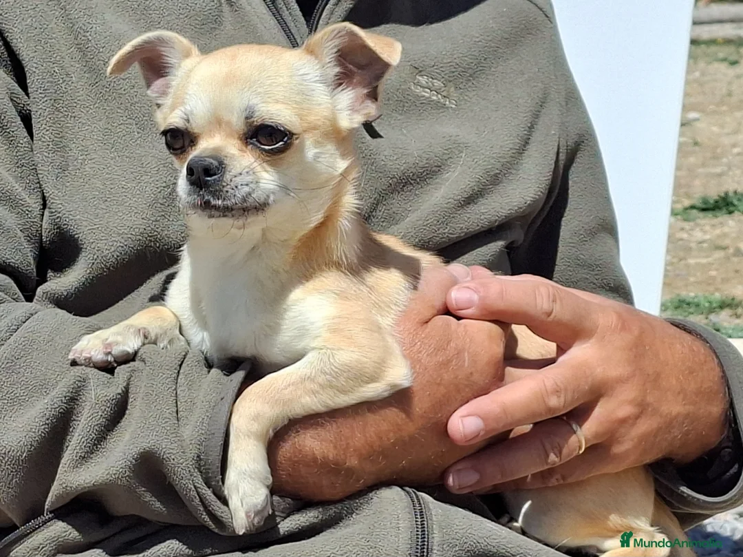 Chihuahua perros en venta: Chihuahua hembrita 1 año - Anuncio 8