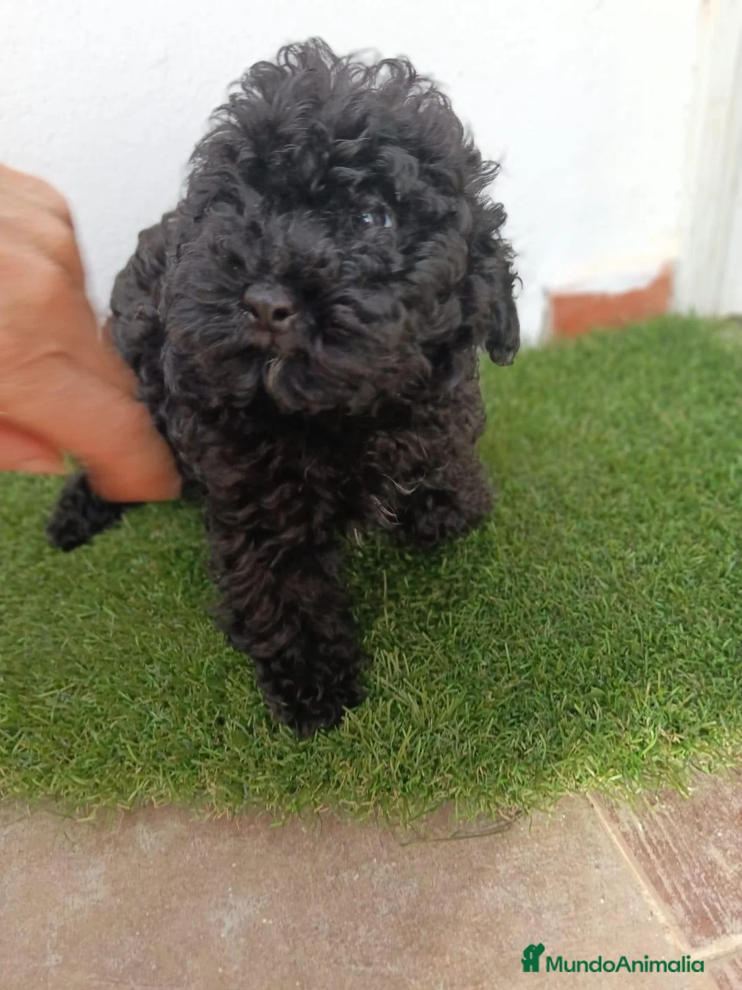 Caniche Toy perros en venta: Caniche toy - Anuncio 5