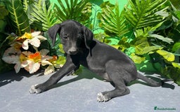 Raza Mixta perros en venta: Excelente cachorro braco con Podenco  - Imagen 2