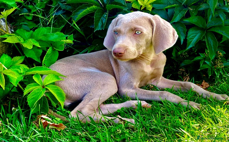 Weimaraner perros en Riópar - Propaganda 5