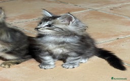 Maine Coon gatos en venta: Preciosa Camada Maine Coon - Imagen 5