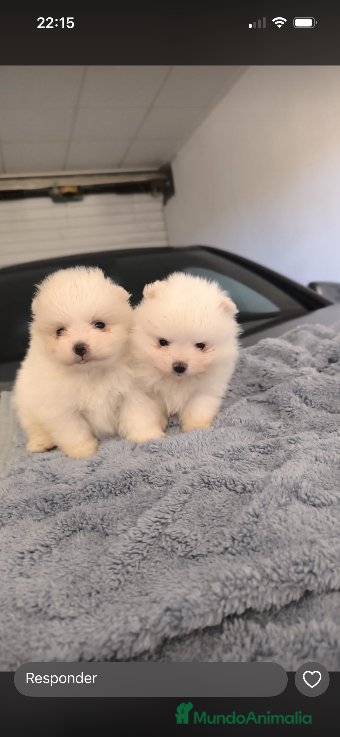 Pomerania perros PRECIOSA PAREJA DE POMERANIA RUSOS MINI - Anuncio 2