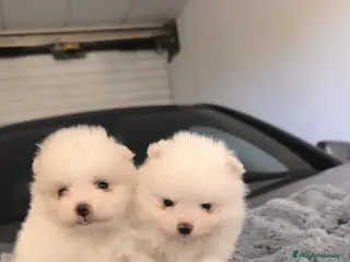 Pomerania perros PRECIOSA PAREJA DE POMERANIA RUSOS MINI - Anuncio 2