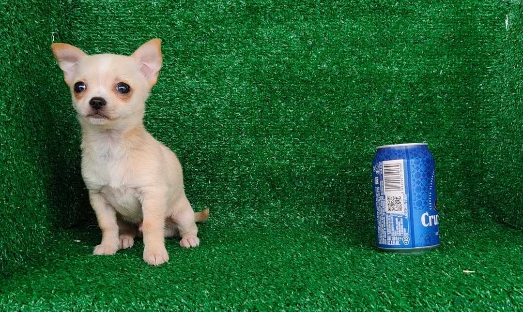 Chihuahua perros en venta: Chihuahua  - Anuncio 6