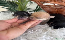 Chihuahua perros en venta: CHIHUAHUA - Imagen 13