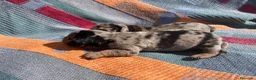 Teckel perros en venta: perro salchicha bebe en Madrid - Anuncio 9